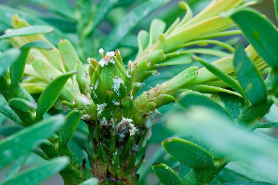 Wollemie-a-02569.jpg (247.42 KiB) Viewed 28756 times Wollemie Makro der Spitze